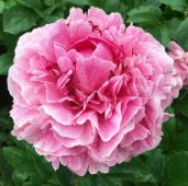 Paeonia The Fawn_2